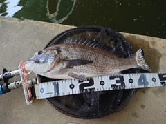 キチヌの釣果