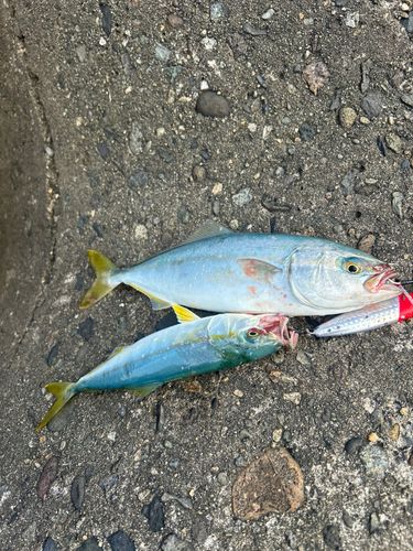 ハマチの釣果