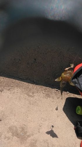 ヌマチチブの釣果