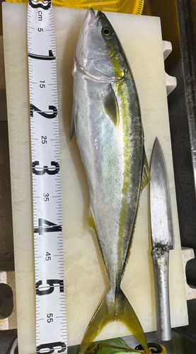 ワラサの釣果