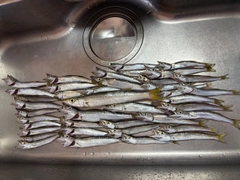 カマスの釣果