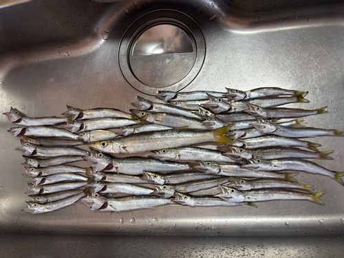 カマスの釣果