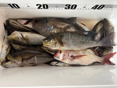 イサキの釣果
