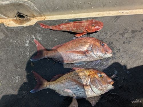 マダイの釣果
