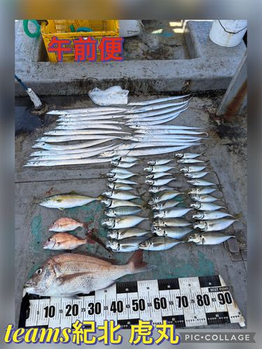 タチウオの釣果