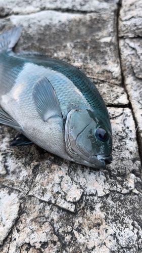 クチブトグレの釣果