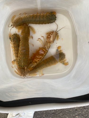 シャコの釣果