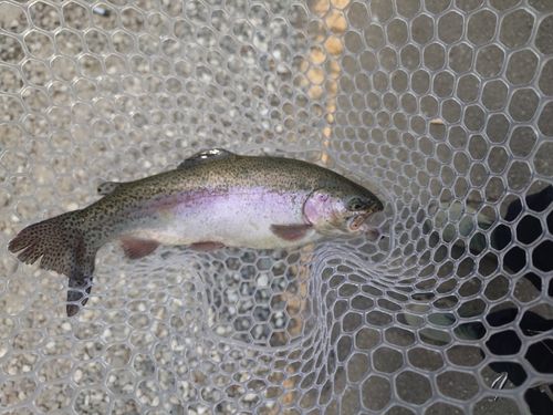 ニジマスの釣果