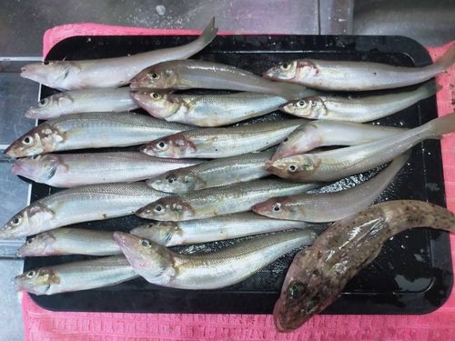キスの釣果
