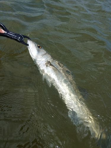 セイゴ（マルスズキ）の釣果