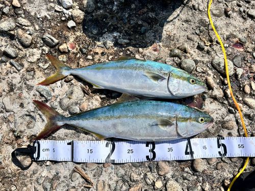 フクラギの釣果