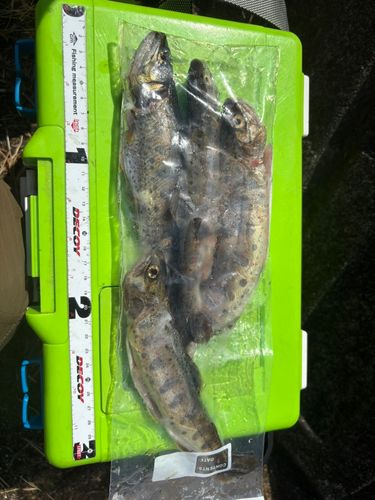 アマゴの釣果