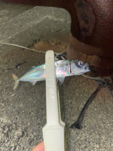 マサバの釣果