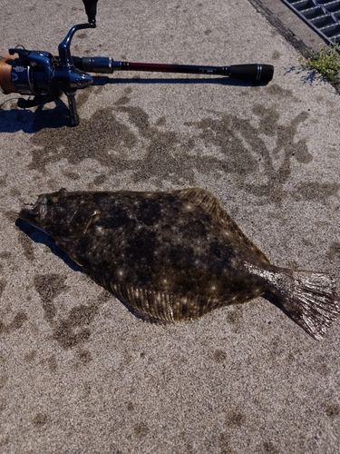 ソゲの釣果