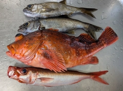 ウッカリカサゴの釣果