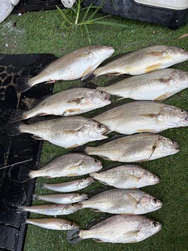 イシモチの釣果