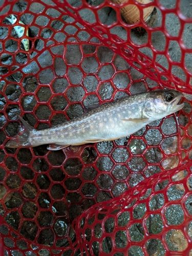 イワナの釣果