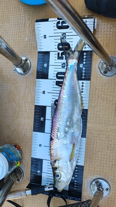 ヒラの釣果