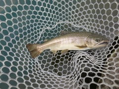 サクラマスの釣果