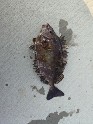 アイゴの釣果