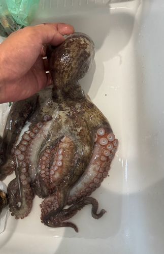 タコの釣果