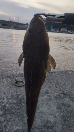 マゴチの釣果