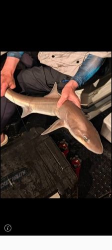 シロザメの釣果