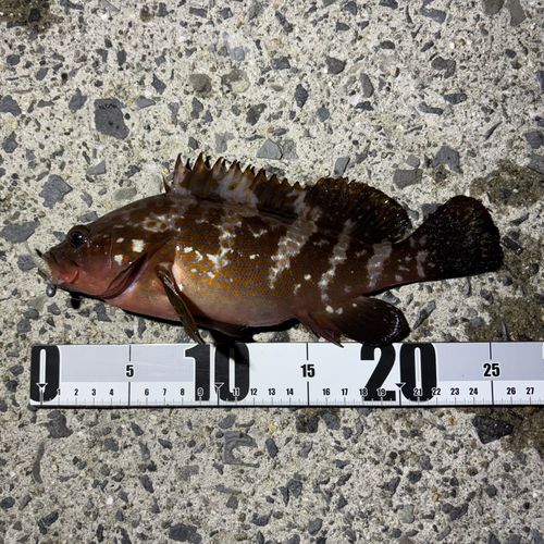 アコウの釣果