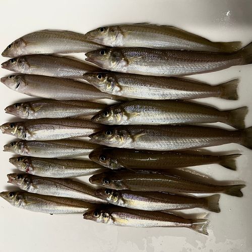 シロギスの釣果