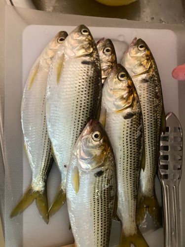 コノシロの釣果