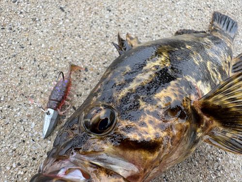 タケノコメバルの釣果