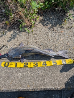アメリカナマズの釣果