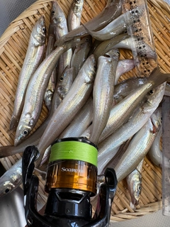 シロギスの釣果