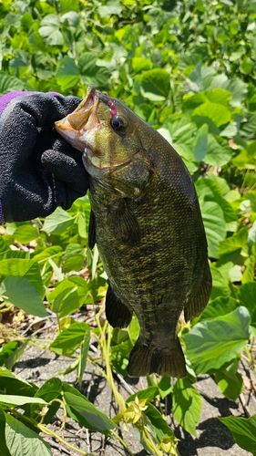 スモールマウスバスの釣果