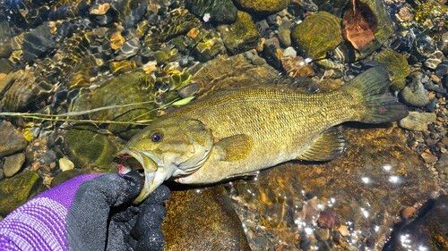 スモールマウスバスの釣果