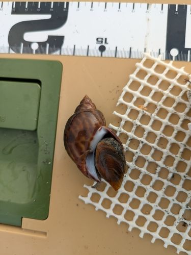 釣果