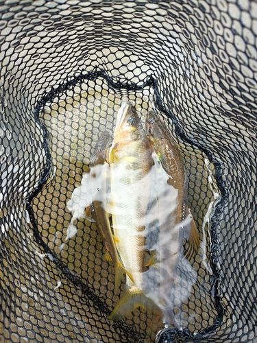 アユの釣果