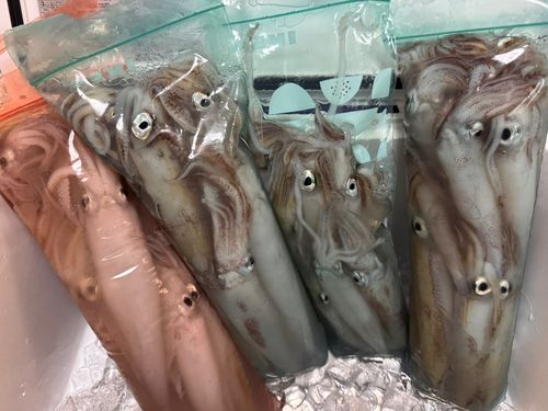 ケンサキイカの釣果