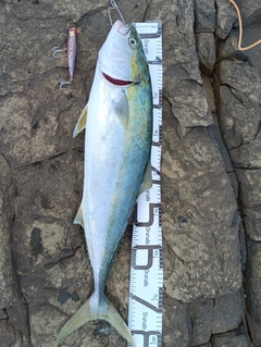 ブリの釣果