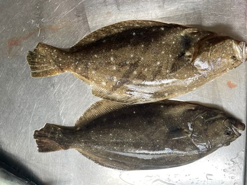 ヒラメの釣果