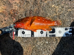 アカハタの釣果