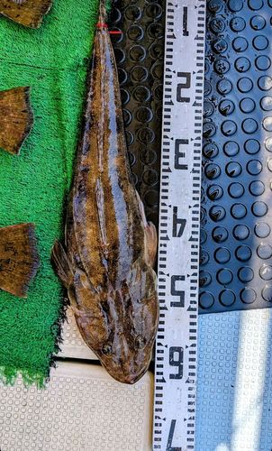 マゴチの釣果
