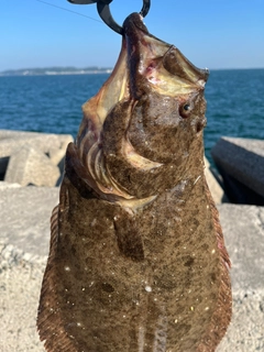 ヒラメの釣果