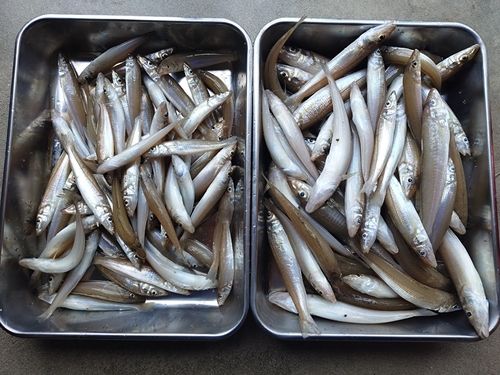 キスの釣果