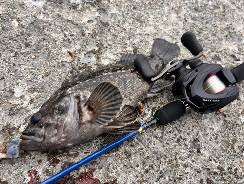 クロソイの釣果