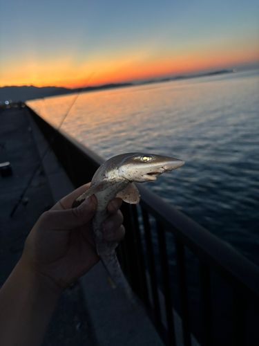 ホシザメの釣果