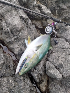 ブリの釣果