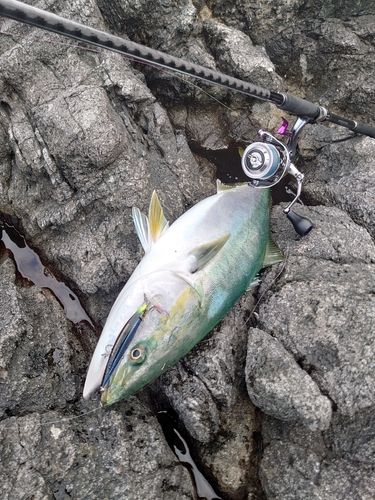 ブリの釣果