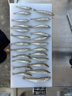 キスの釣果