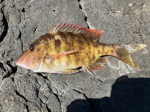 フエフキダイの釣果